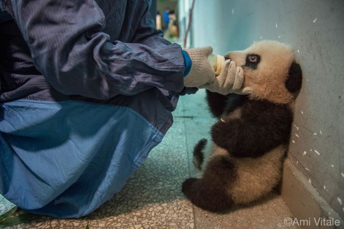 Baby Panda china