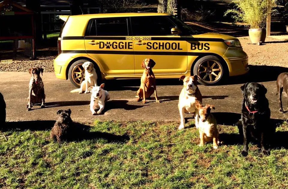 Doggie School bus doggy daycare Celebrity Pet Worth