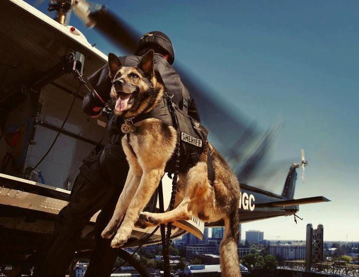 German Shepherd Helicopter hero dog