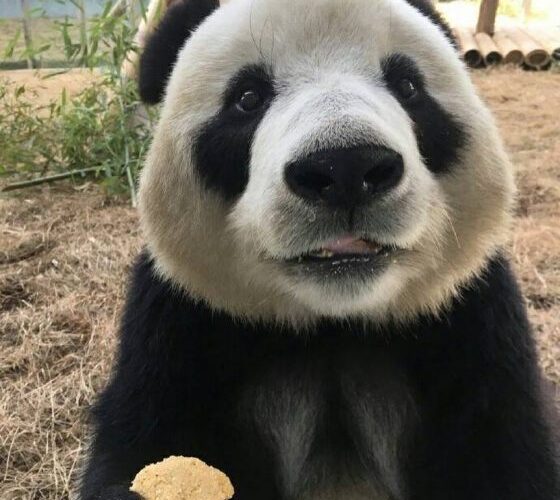 Can China save the pandas?