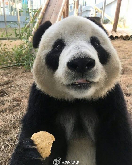 Giant Panda China Saving