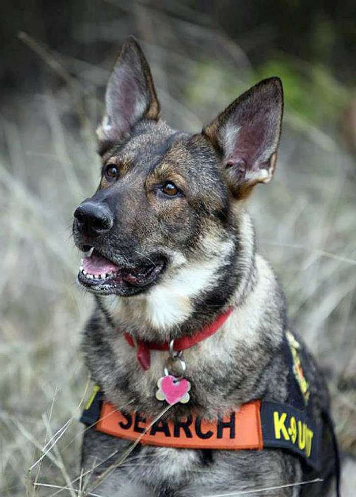 Hero dog luca search and rescue