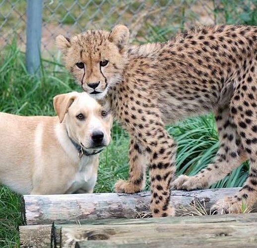 Kumbali and Kago of Metro Richmond Zoo, an adorable unlikely animal friendship