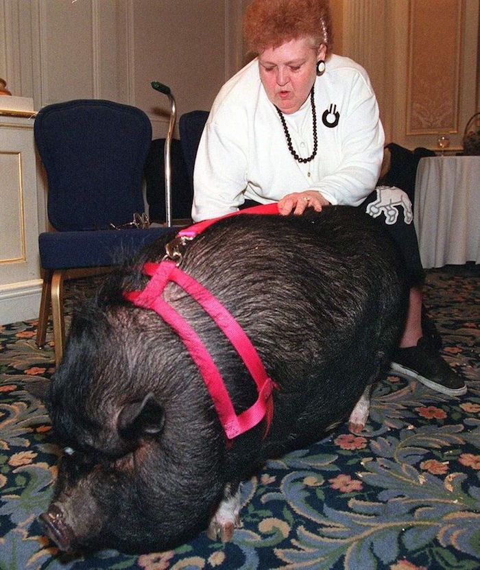 Lulu the lifesaving pig and her owner JoAnn Altsman