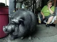 The story of Lulu the pig, who “played dead” to save owner’s life