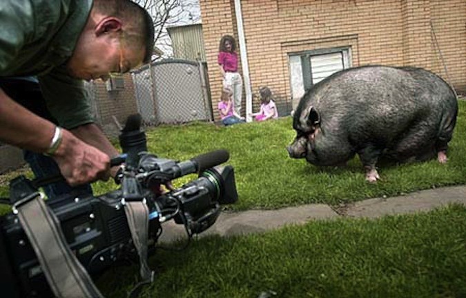 Lulu the pig being interviewed