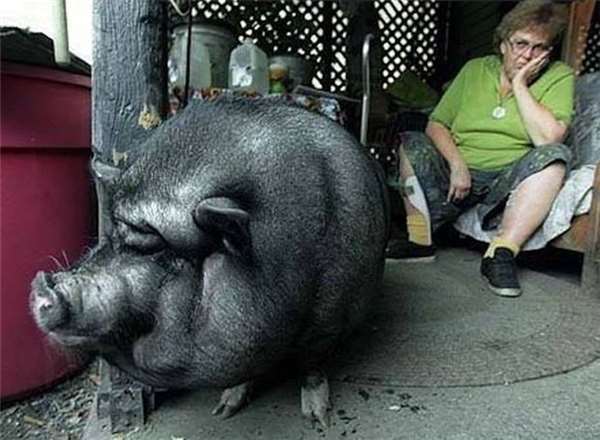 Lulu lifesaving pig