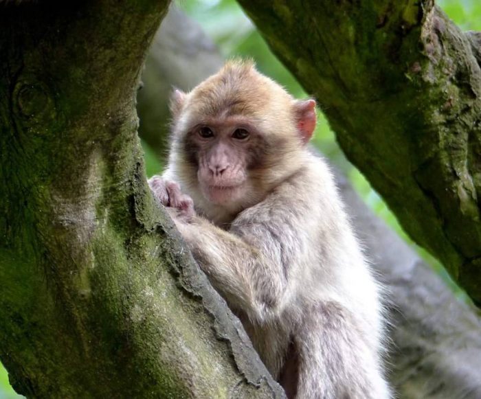 Macaque Monkey Indonesia bali