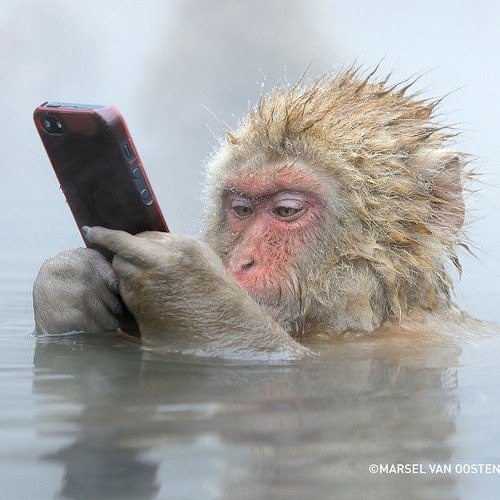 Macaques Monkey indonesia bali