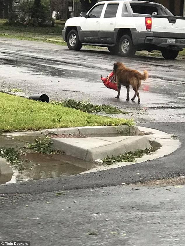 Otis Hurricane harvey dog looter