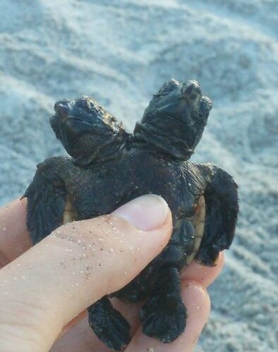 Rare two-headed turtle discovered in Florida