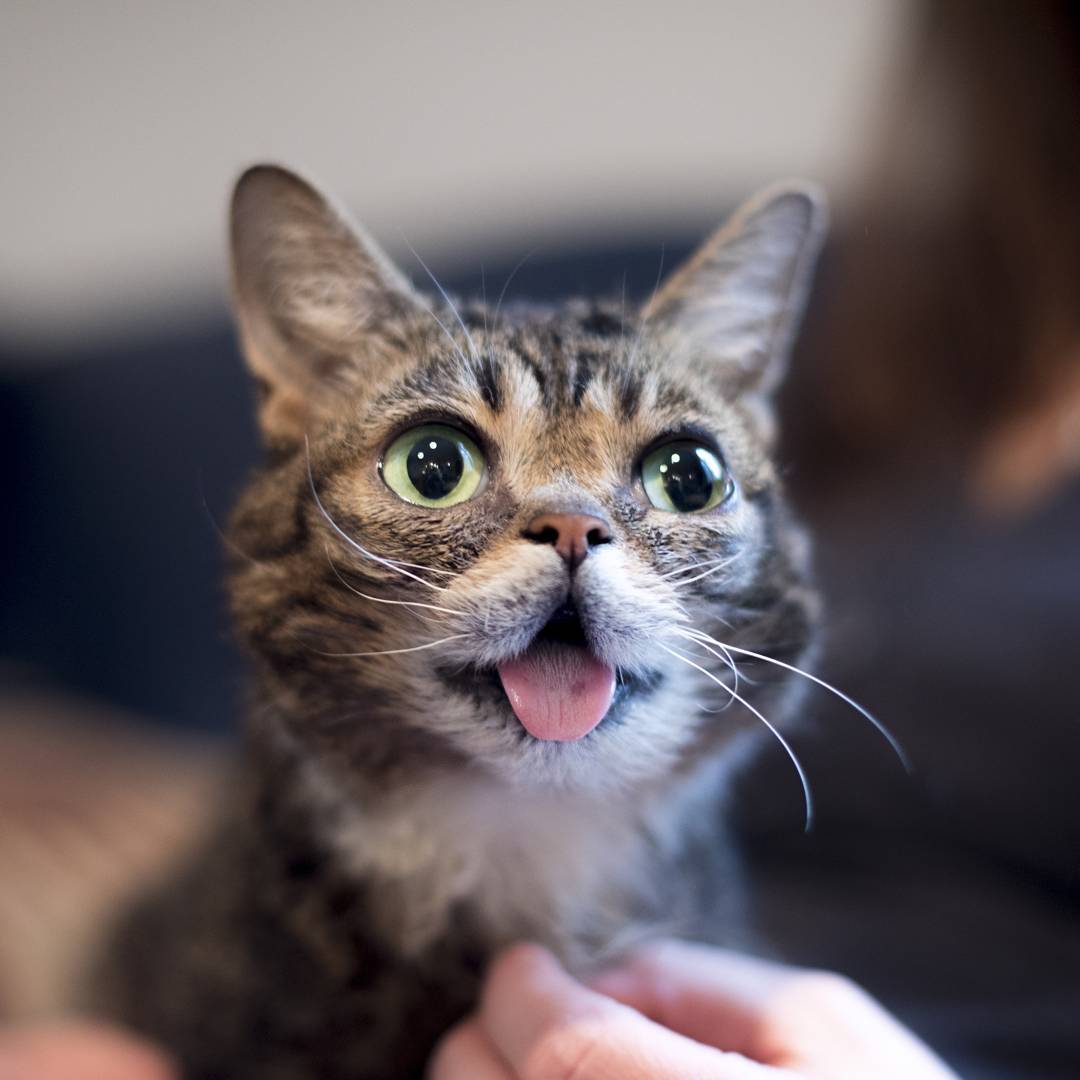 iamlilbub