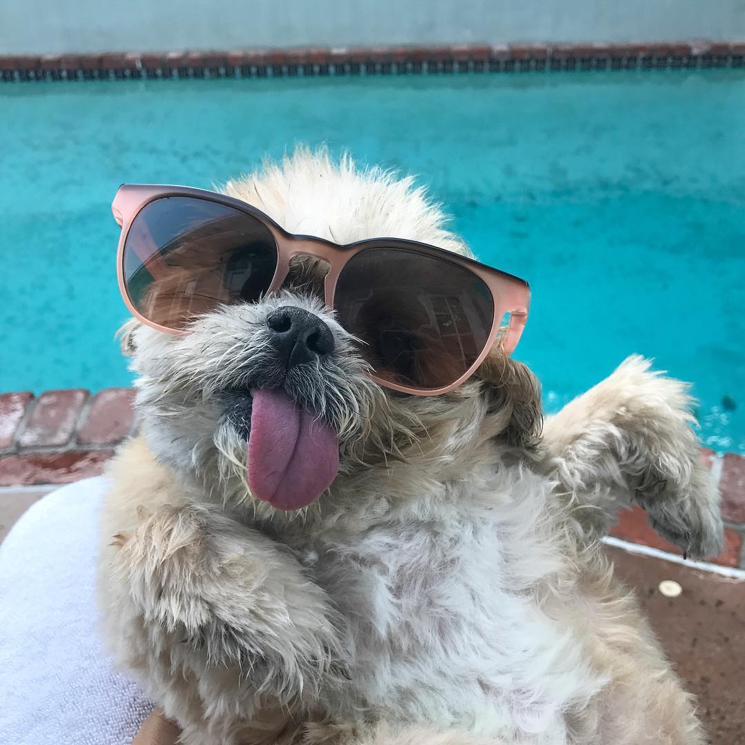 marniethedog