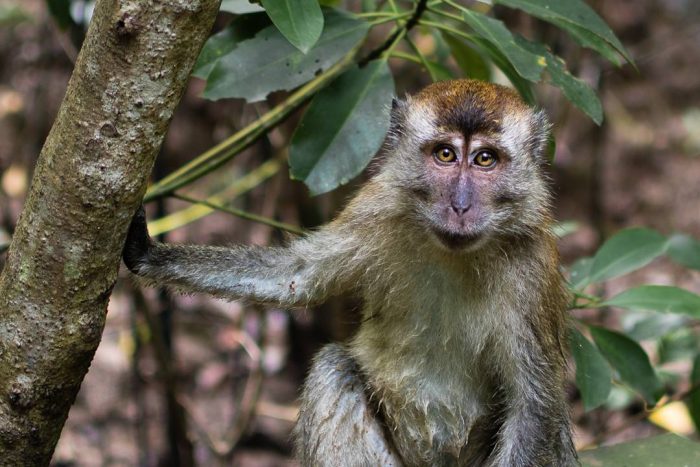 Gang of monkeys terrorize tourists in Indonesia