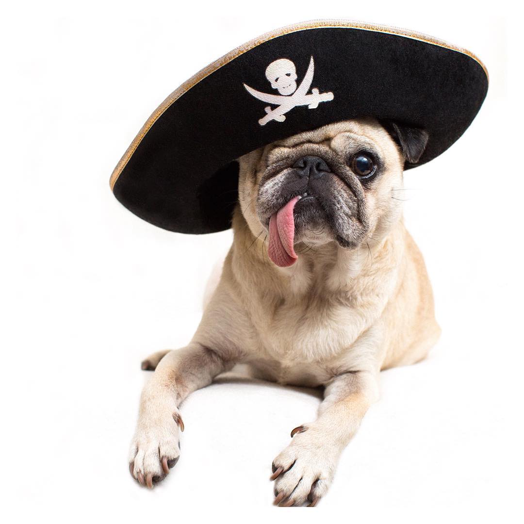 piratepugjack