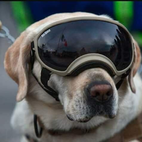 Frida dog doggles mexico earthquake