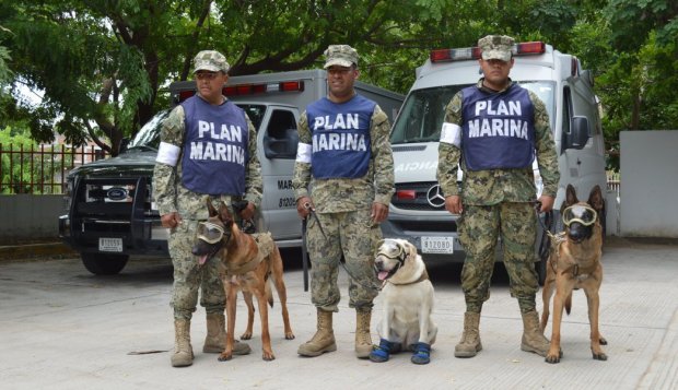Frida mexico semar marines earthquake hero dog