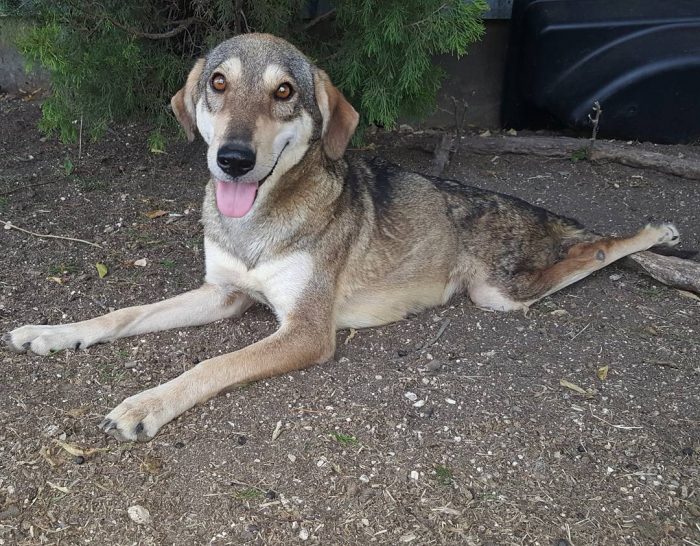 Indy handicapped dog wheelchair @indy.thehandicapped.cutie