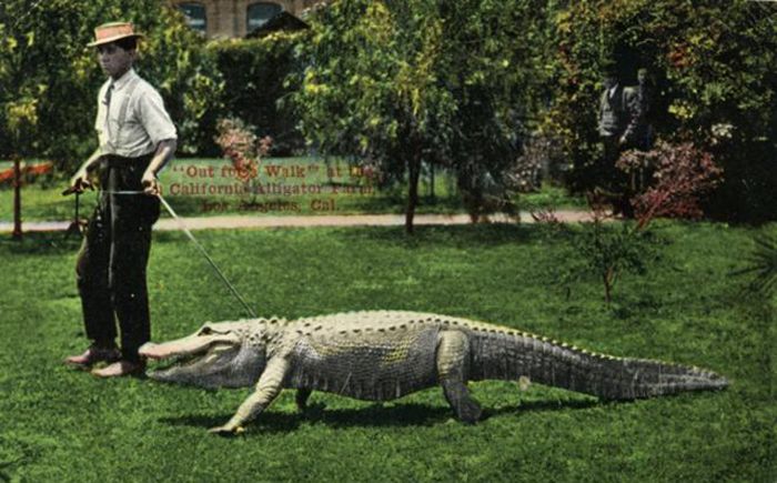 President alligator pet
