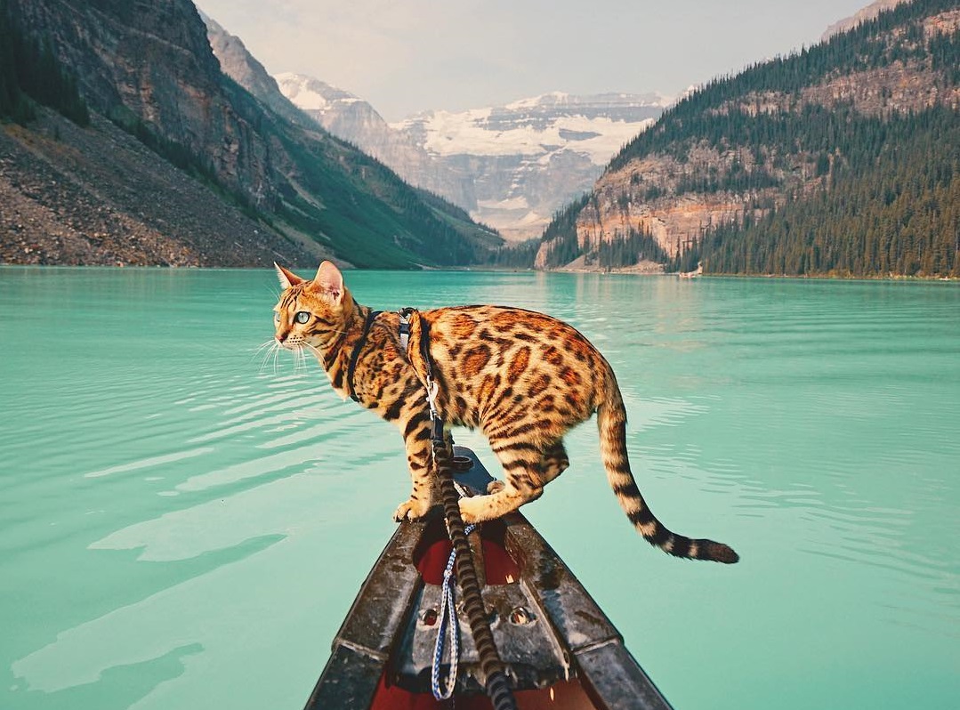 @sukkicat the adventure bengal cat