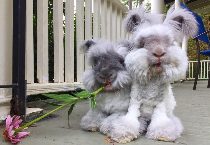 Suki and Otis are the cutest bunnies you will ever see
