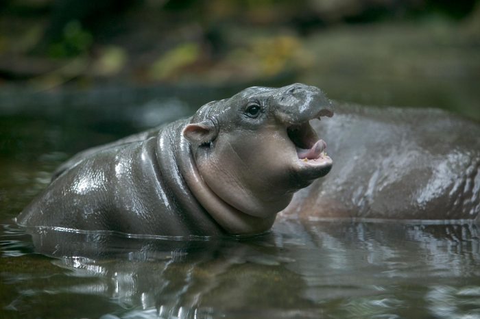 baby pygmy hippo president