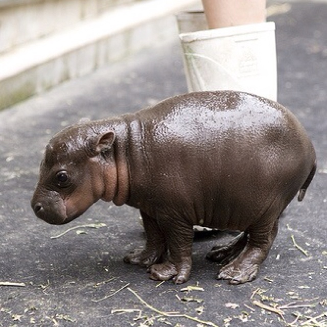 baby pygmy hippo president