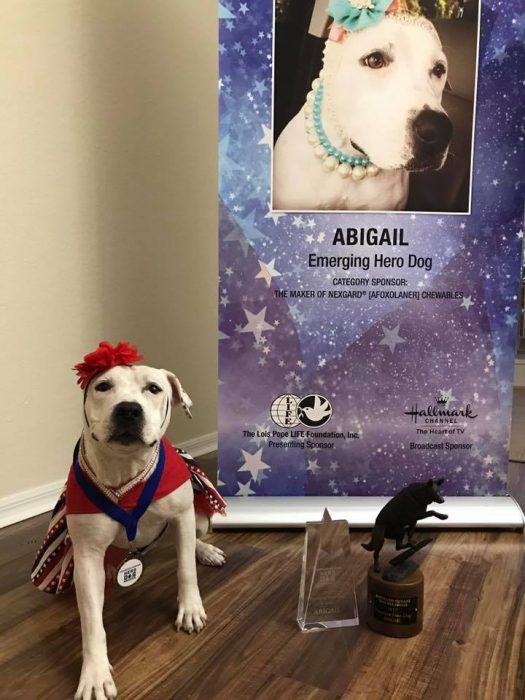 bonnets for abigail hero dog pitbull