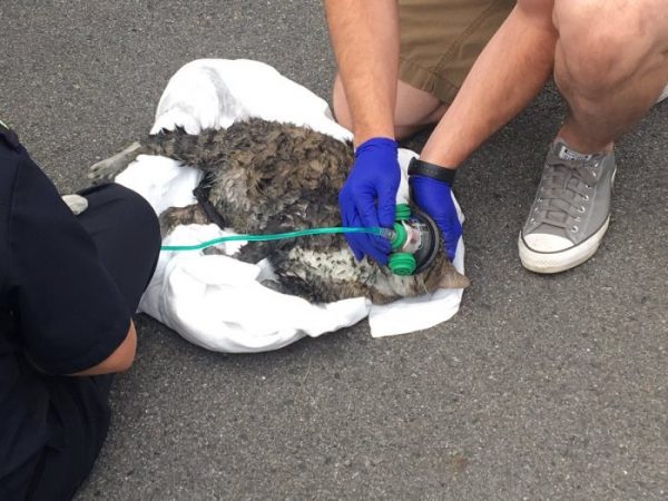 Firefighters rescue 5 cats from burning building