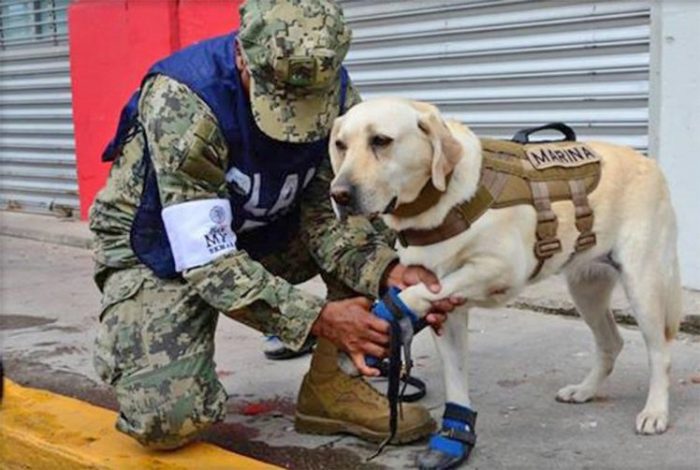 frida mexico earthquake semar hero dog