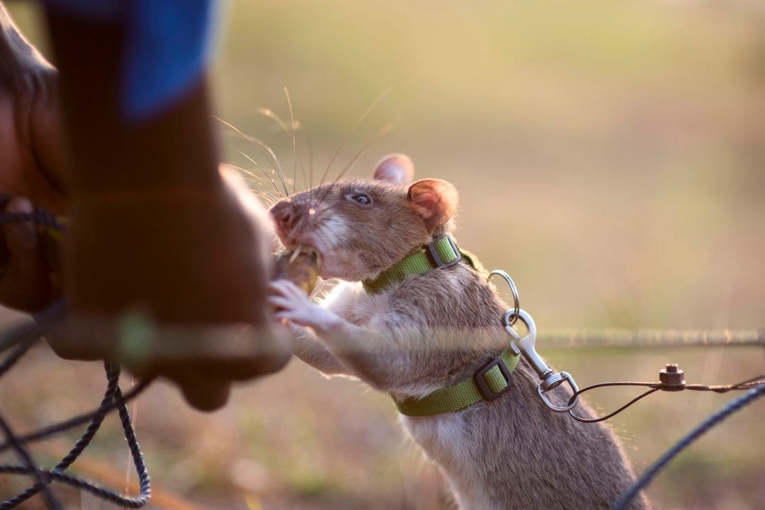 herorats