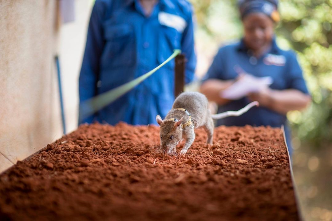 herorats