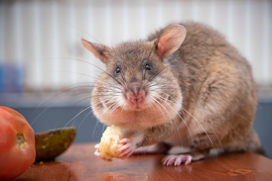 herorats