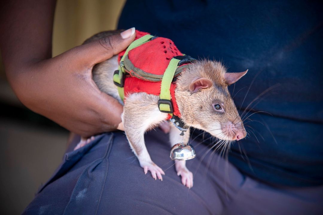 herorats