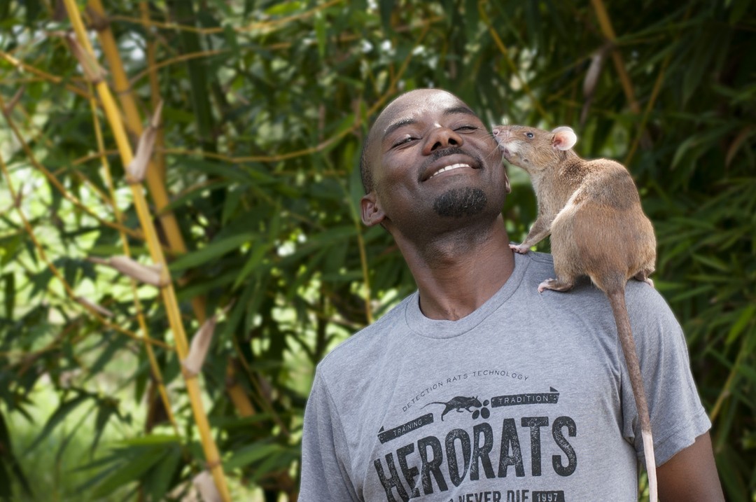 herorats