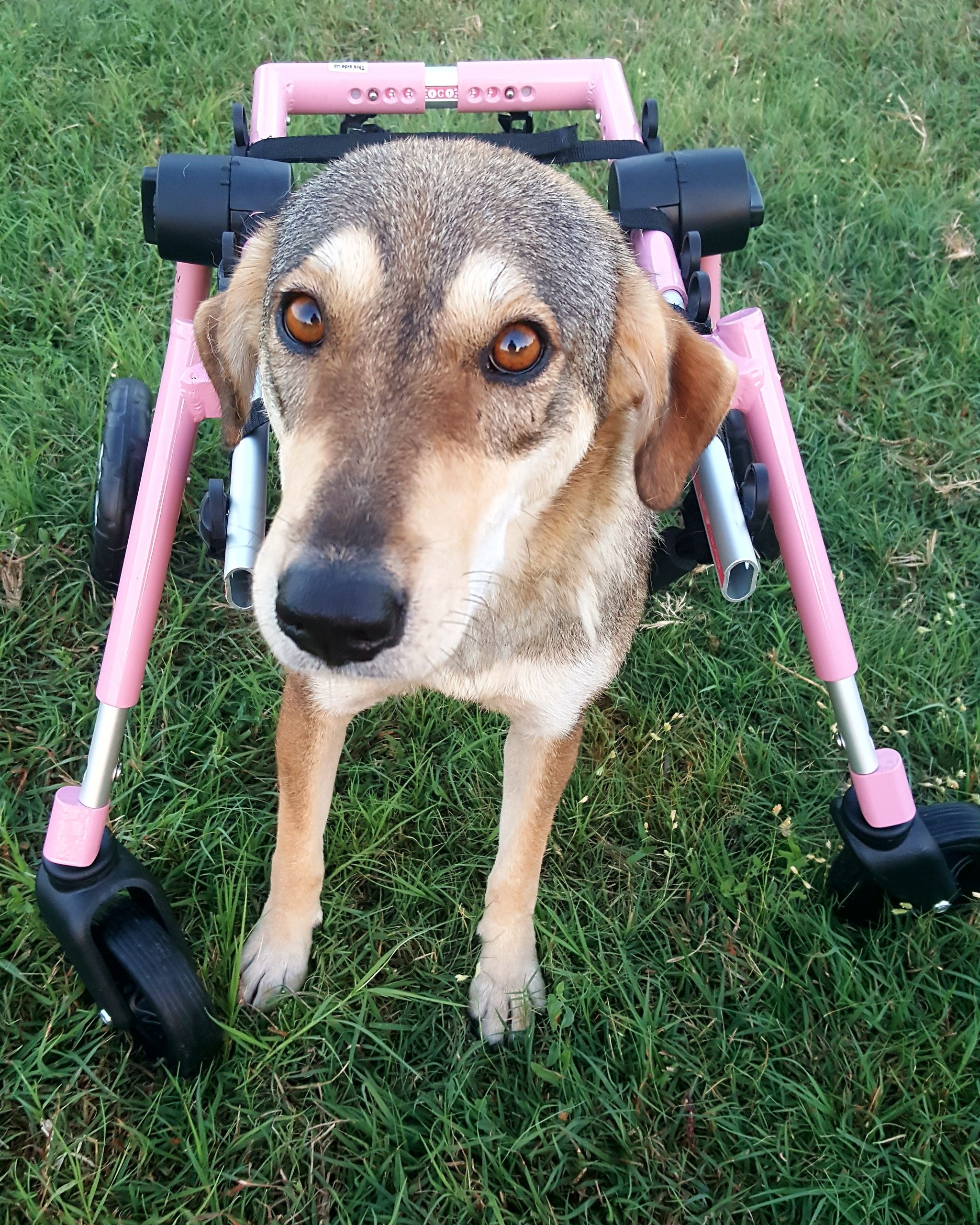 indy.thehandicapped.cutie