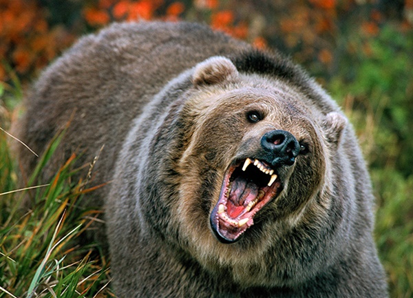jefferson president grizzly bear pets