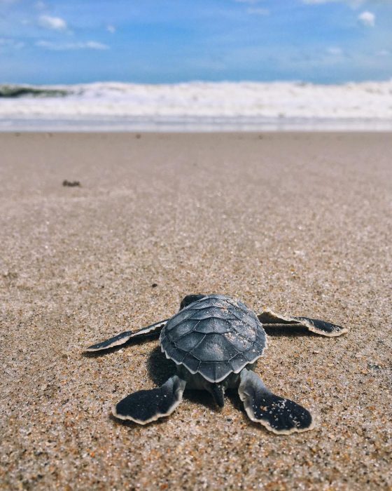 sea turtle baby endangered poacher