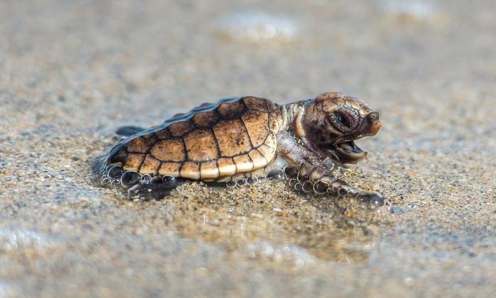 seaturtle baby endangered