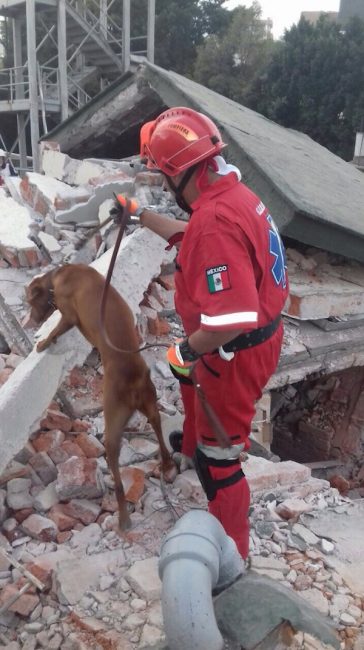 titan search rescue dog mexico