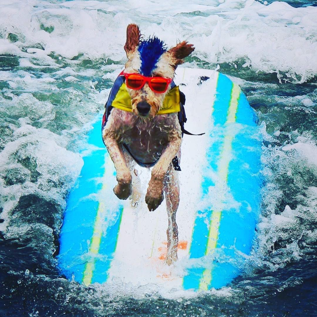 The 2017 World Dog Surfing Championship is also the cutest extreme ...