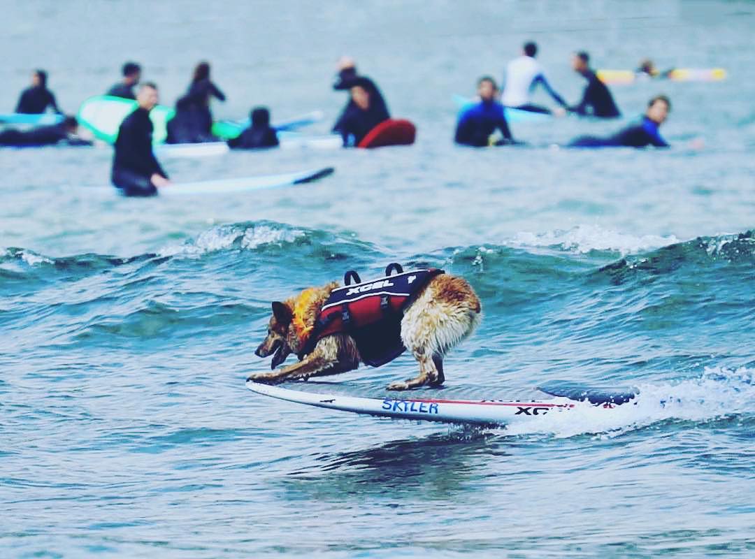 worlddogsurfing