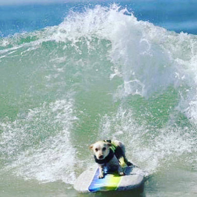 worlddogsurfing