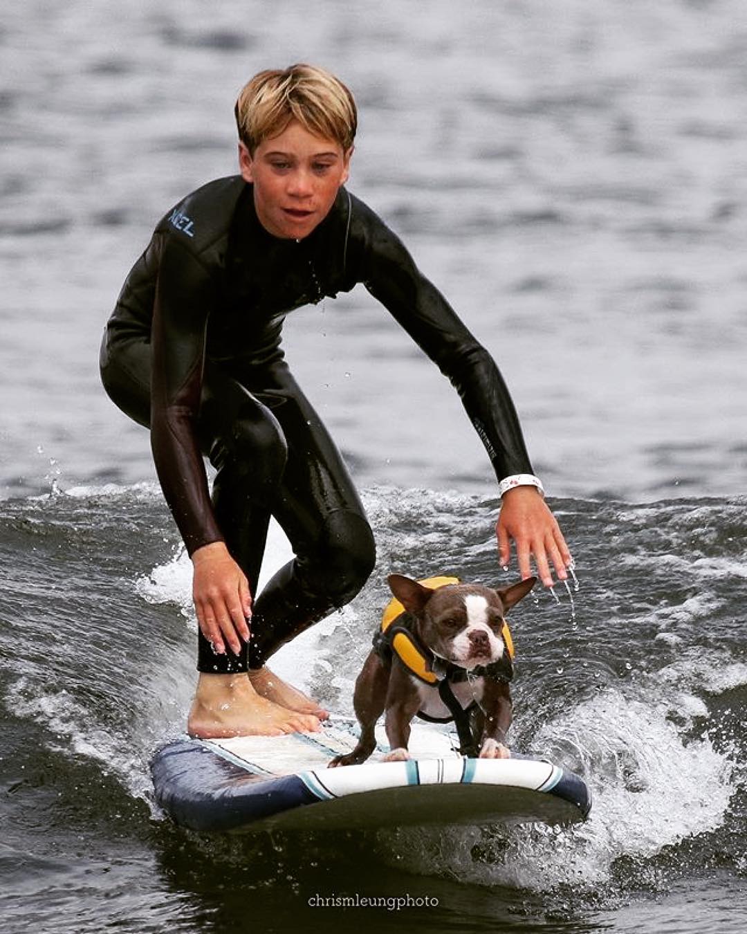 worlddogsurfing