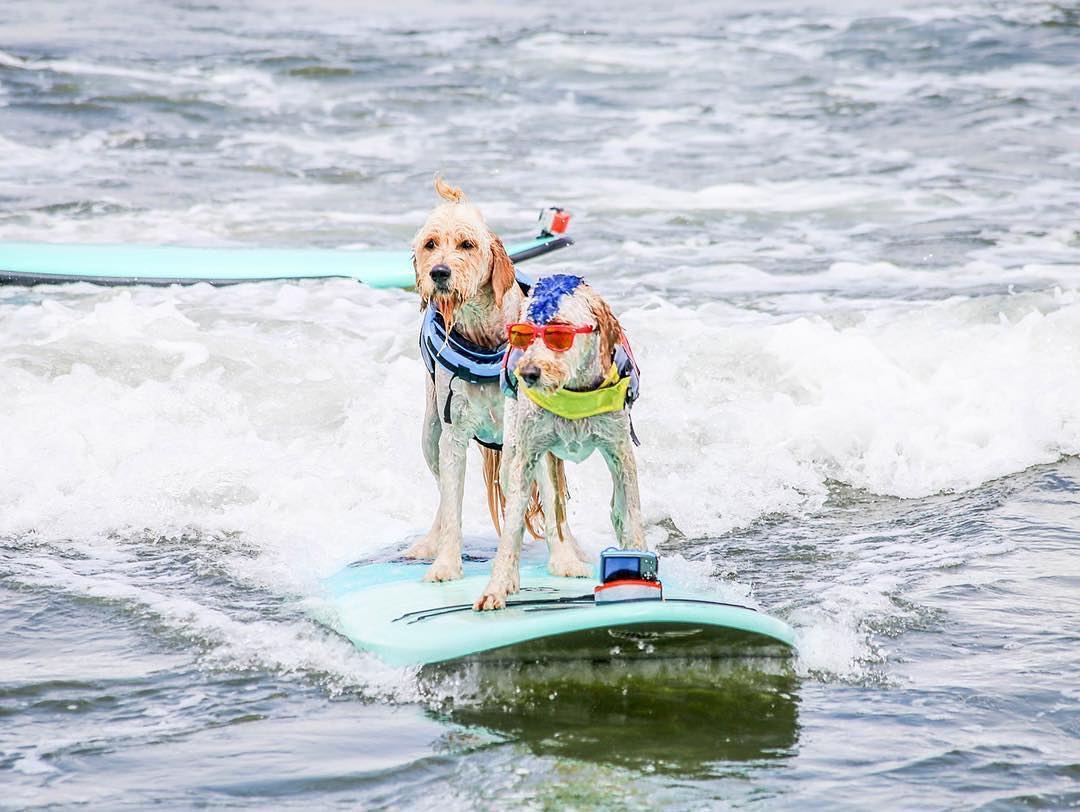 The 2017 World Dog Surfing Championship is also the cutest extreme ...