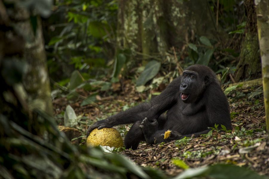 Daniel Nelson Wildlife Photographer of the Year