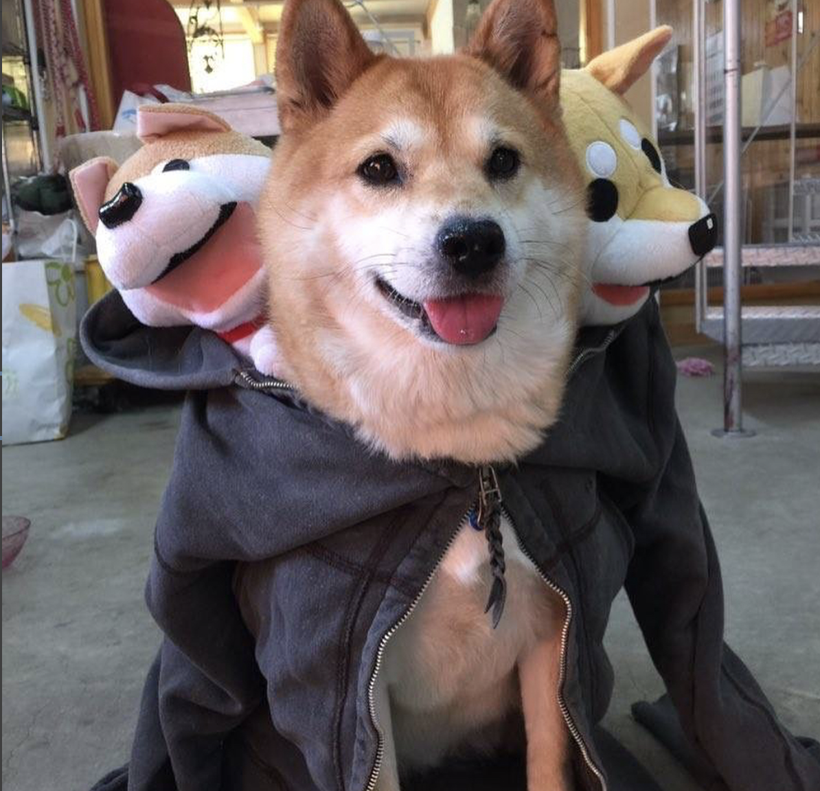 corgi fluffy halloween dog costume 