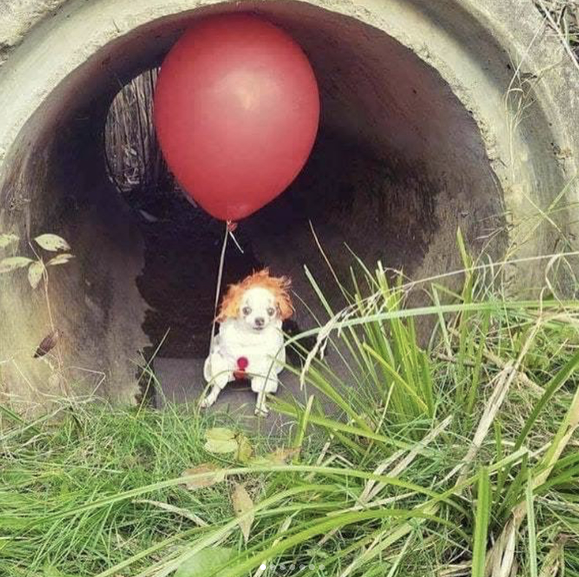 IT Halloween dog costume