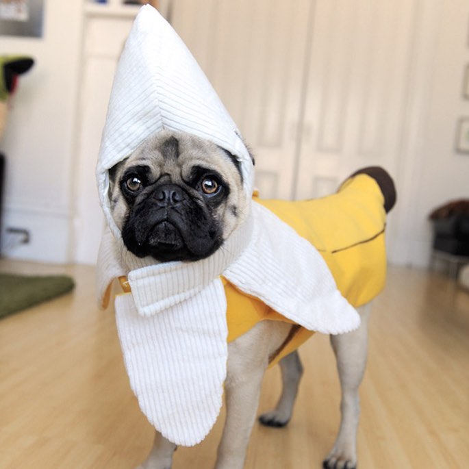 Pug halloween costume dog