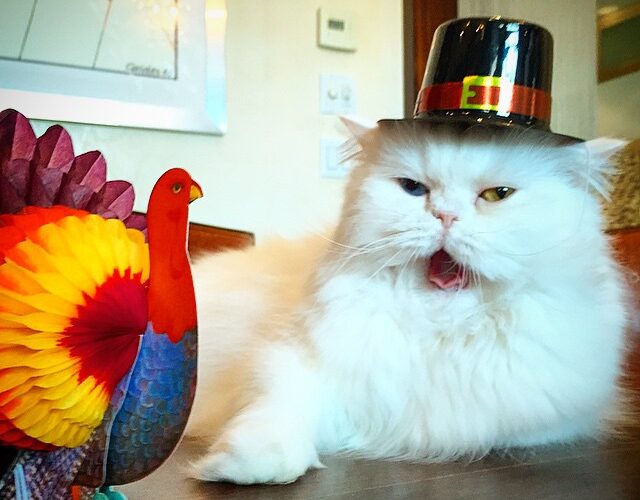 Thanksgiving Fashion Week: Animal Style
